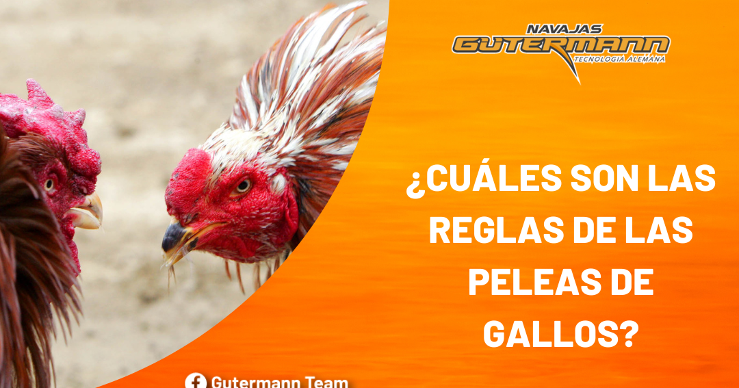 Reglamento De Peleas De Gallos Una Visión Detallada Reglamentos Pro